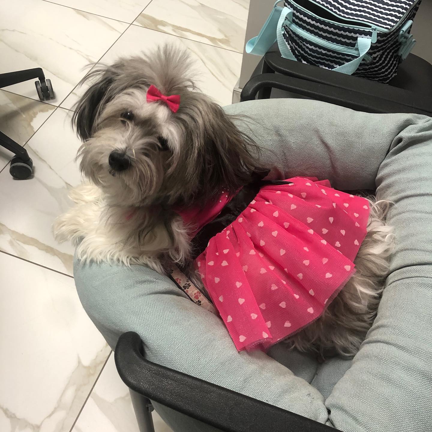 Happy Valentine’s Day!!! ❤️❤️❤️ #alldressedup #takemydogtowork #thegirlsatworkloveme